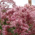 Eupatorium maculatum 'Atropurpureum' fleur